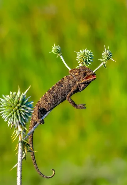 Makro Záběry Krásná Přírodní Scéna Zelený Chameleon — Stock fotografie