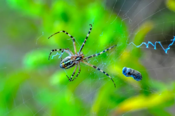 Schöne Spinne Auf Einem Spinnennetz Archivbild — Stockfoto