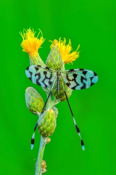 Makro Záběry Krásná Příroda Scéna Vážky — Stock fotografie