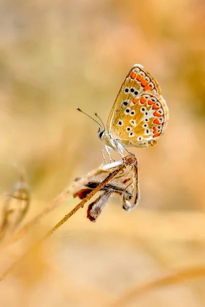 Крупный План Красивая Бабочка Сидит Цветке — стоковое фото