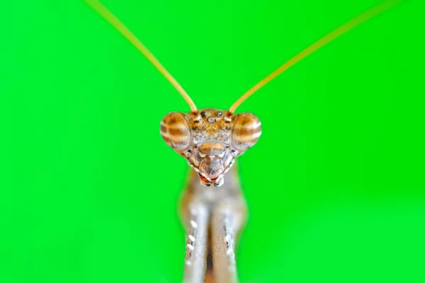 Mants Εσωτερικη Του Ζευγάρι Όμορφη Ευρωπαϊκή Mantis Mantis Religiosa — Φωτογραφία Αρχείου