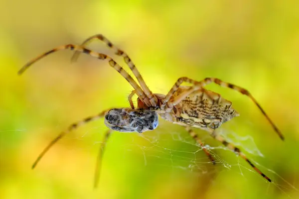 Bela Aranha Uma Teia Aranha Imagem Stock — Fotografia de Stock