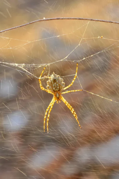 이미지 — 스톡 사진