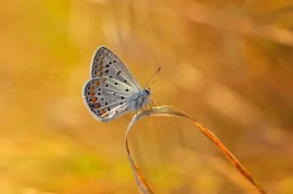 Closeup Bela Borboleta Sentado Flor — Fotografia de Stock