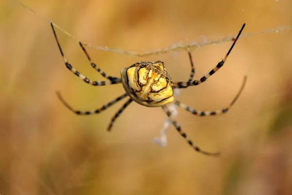 Păianjen Frumos Pânză Păianjen Imagine Stoc — Fotografie, imagine de stoc