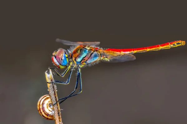 Μακρο Πλάνα Όμορφη Φύση Σκηνή Dragonfly — Φωτογραφία Αρχείου