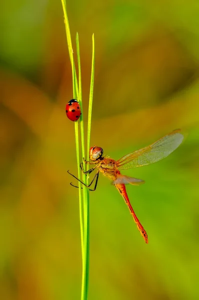 Makroaufnahmen Schöne Naturszene Libelle — Stockfoto