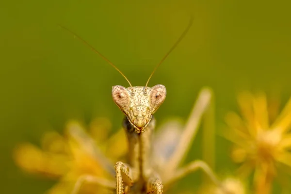 Ameisen Aus Der Nähe Von Zwei Schönen Europäischen Gottesanbeterinnen Mantis — Stockfoto