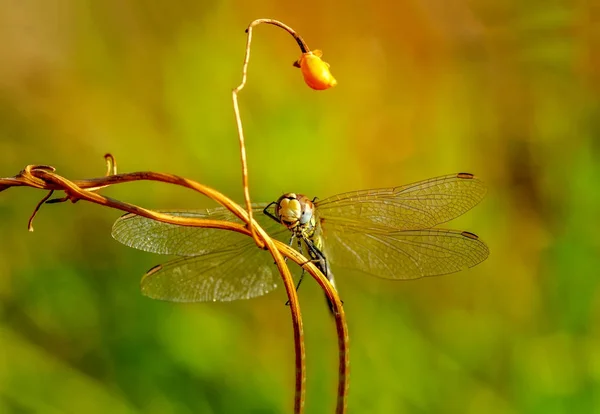マクロショット 美しい自然シーントンボ — ストック写真