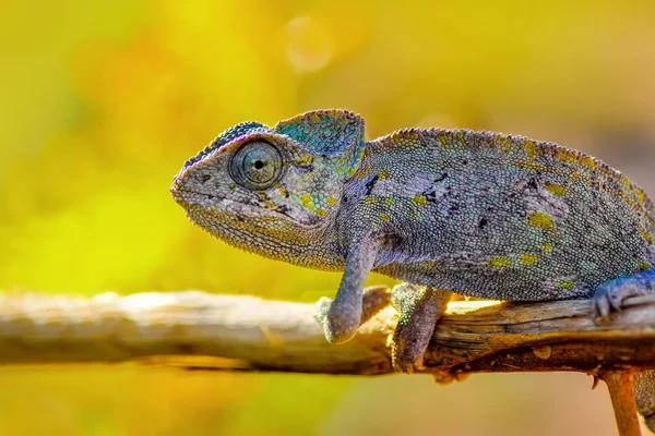 Makro Çekimler Güzel Doğa Sahnesi Yeşil Bukalemun — Stok fotoğraf