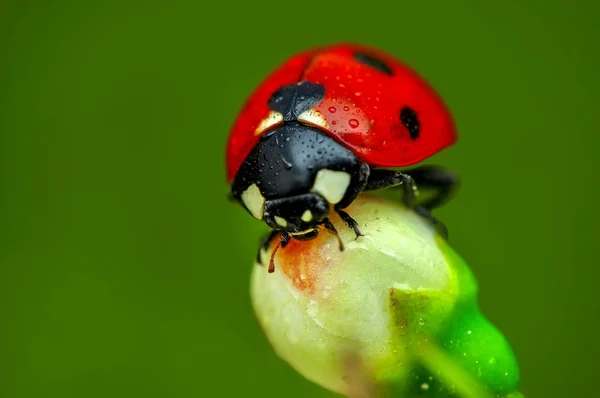 Belle Coccinelle Sur Fond Déconcentré Feuilles — Photo