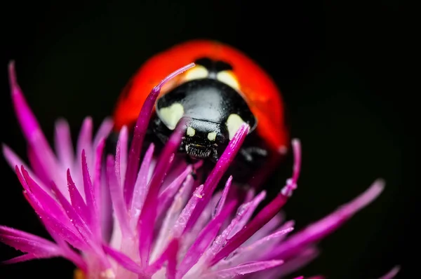 Belle Coccinelle Sur Fond Déconcentré Feuilles — Photo