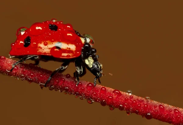 Belle Coccinelle Sur Fond Déconcentré Feuilles — Photo