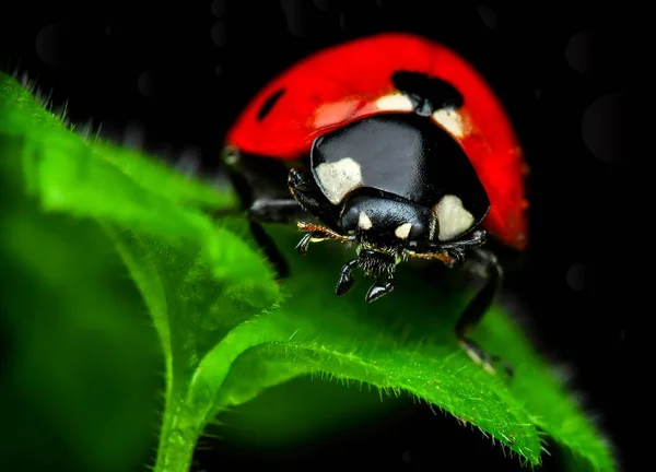 Belle Coccinelle Sur Fond Déconcentré Feuilles — Photo