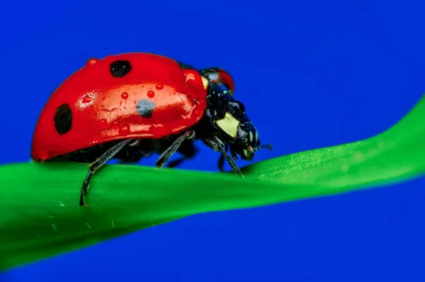 Belle Coccinelle Sur Fond Déconcentré Feuilles — Photo