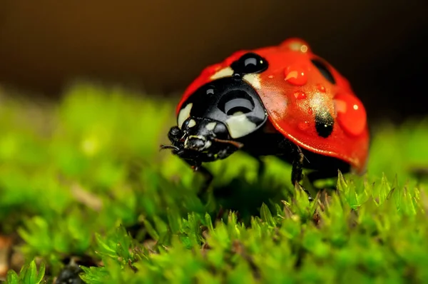 Schöne Marienkäfer Auf Blatt Defokussiert Hintergrund — Stockfoto