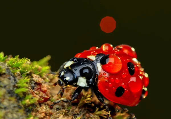 Belle Coccinelle Sur Fond Déconcentré Feuilles — Photo