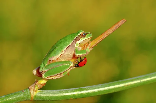 Prachtige Europaean Tree Kikker Hyla Arborea Stock Beeld — Stockfoto