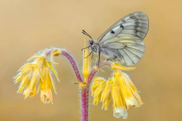 Closeup Beautiful Butterfly Sitting Flower — Stock Photo, Image