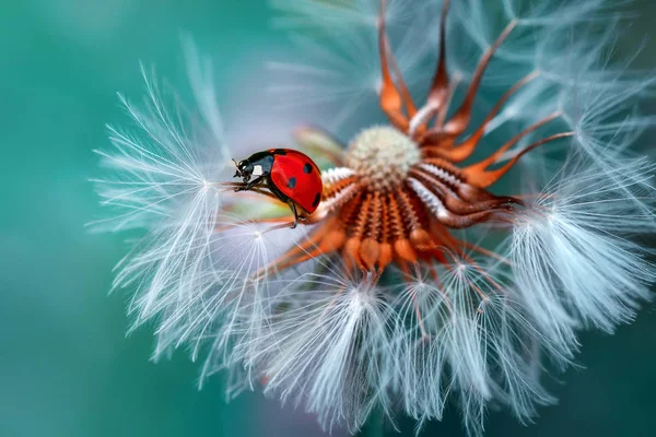 Hermosa Mariquita Diente León Fondo Desenfocado — Foto de Stock