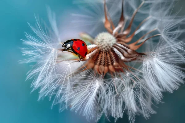 タンポポの美しいてんとう虫デフォーカス背景 — ストック写真