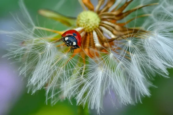 Όμορφη Ladybug Dandelion Defocused Φόντο — Φωτογραφία Αρχείου