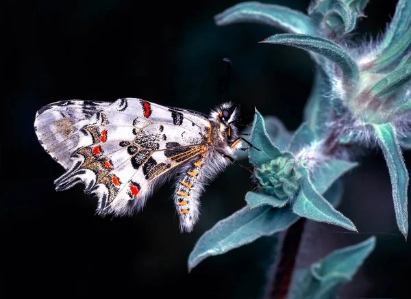 Primer Plano Hermosa Mariposa Sentada Flor — Foto de Stock