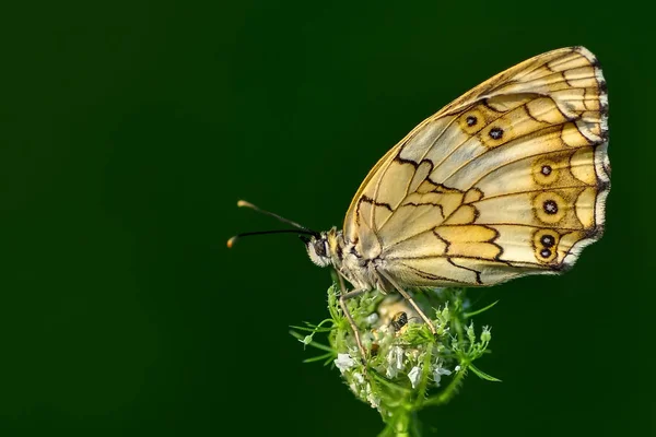 Gros Plan Beau Papillon Assis Sur Fleur — Photo