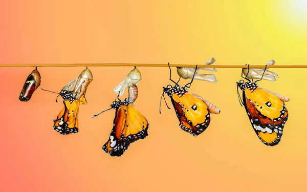 Moment Incroyable Papillon Monarque Chenille Chrysalide Émergeant Avec Chemin Coupe — Photo