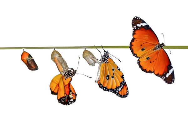 Удивительный момент, монарх бабочка, гусеница, куколка и появляются с обрезкой пути
