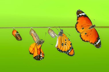 Muhteşem an, Monarch kelebek, caterpillar, pupa ve kırpma yolu ile ortaya çıkan