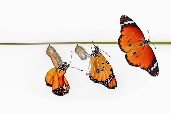 Moment Incroyable Papillon Monarque Chenille Chrysalide Émergeant Avec Chemin Coupe — Photo