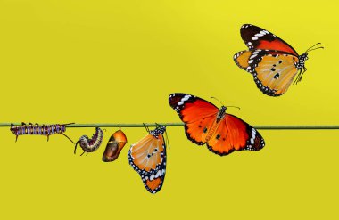 Kelebekler, Pupa ve Koza için bir çiftlik askıya. Kelebek kavramı dönüşümü