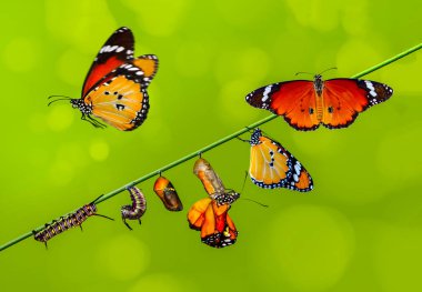 A farm for butterflies, pupae and cocoons are suspended. Concept transformation of Butterfly clipart