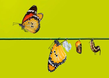 Kelebekler, Pupa ve Koza için bir çiftlik askıya. Kelebek kavramı dönüşümü