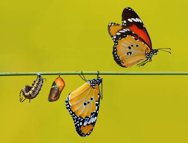 Suspende Una Granja Mariposas Pupas Capullos Transformación Conceptual Mariposa — Foto de Stock