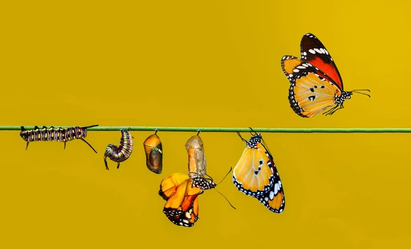 Farm Butterflies Pupae Cocoons Suspended Concept Transformation Butterfly — Stock Photo, Image