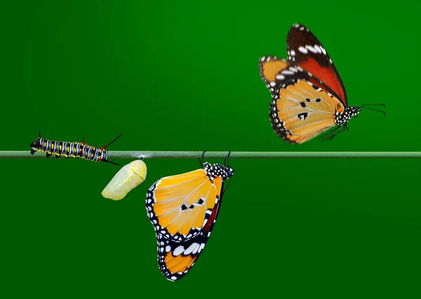 Suspende Una Granja Mariposas Pupas Capullos Transformación Conceptual Mariposa — Foto de Stock