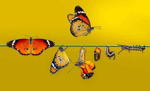 Farma Pro Motýly Kukel Zámotků Jsou Pozastaveny Koncepce Transformace Butterfly — Stock fotografie