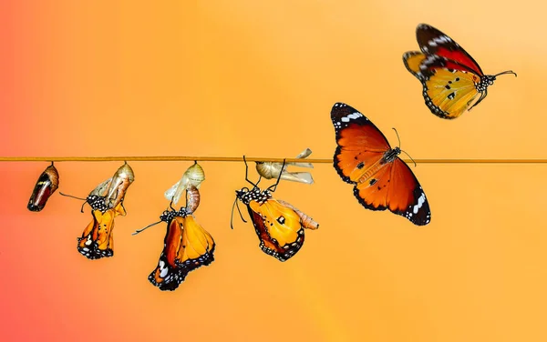 Una Fattoria Farfalle Pupe Bozzoli Sono Sospesi Concetto Trasformazione Butterfly — Foto Stock
