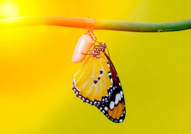 Amazing moment ,Monarch Butterfly , caterpillar, pupa and emerging with clipping path clipart