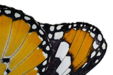 Kelebek kanat arka plan, Danaus chrysippus aşırı makro