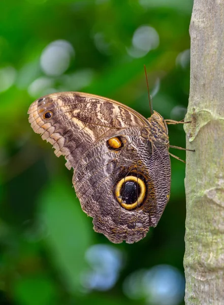 Extreme Makro Des Schmetterlingshintergrundes — Stockfoto