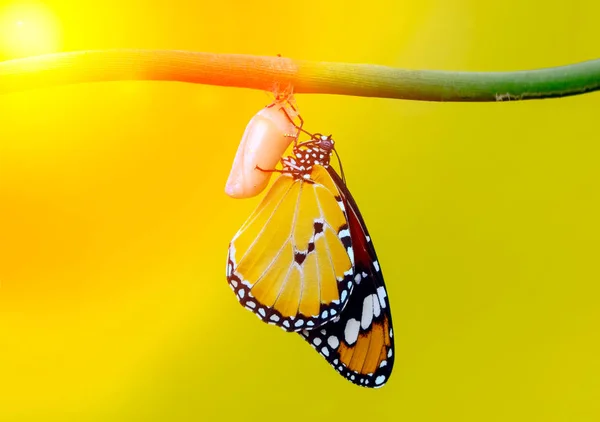 Muhteşem an, Monarch kelebek, caterpillar, pupa ve kırpma yolu ile ortaya çıkan