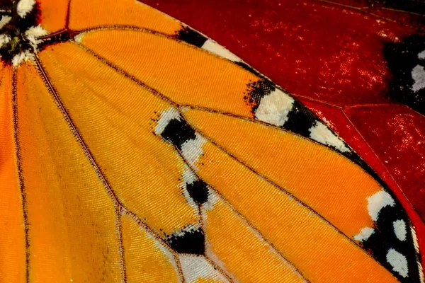 Kelebek kanat arka plan, Danaus chrysippus aşırı makro