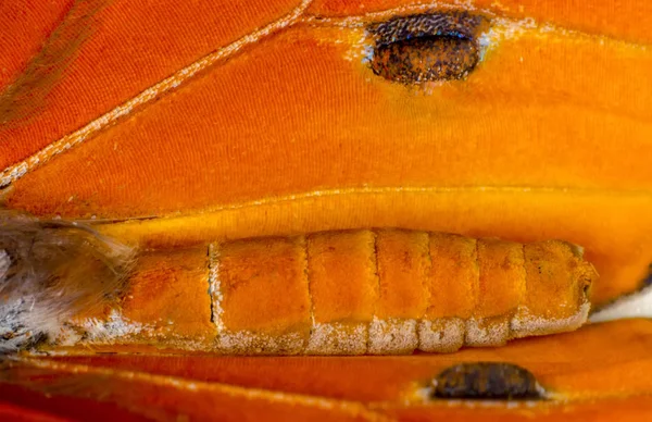 Ακραία Μακροεντολή Του Φόντου Πτέρυγας Πεταλούδα Χρύσιππος Δαναός — Φωτογραφία Αρχείου
