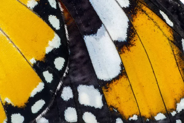 Extrémní Makro Motýlí Křídlo Zázemí Danaus Chrysippus — Stock fotografie