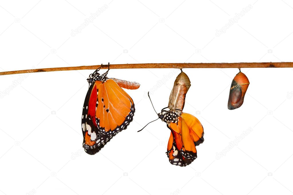 Amazing moment ,Monarch Butterfly , caterpillar, pupa and emerging with clipping path