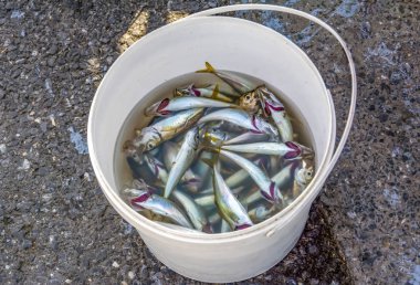 Bir kova kefal balığı ve sardalya plastik bir kutu vardır tipik balıkçılar yakalamak Galata Köprüsü, Istanbul, Türkiye.