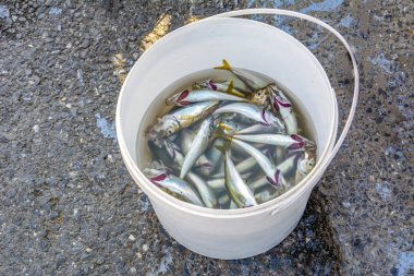 Bir kova kefal balığı ve sardalya plastik bir kutu vardır tipik balıkçılar yakalamak Galata Köprüsü, Istanbul, Türkiye.